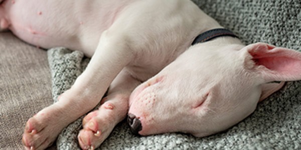 Yavru Köpeklerin Gece Uyumama Sorunu Nedenleri ve Çözüm Yolları