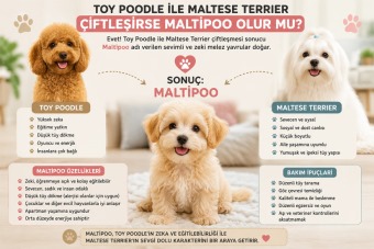Toy Poodle ile Maltese Terrier Çiftleşirse Maltipoo Olur mu?