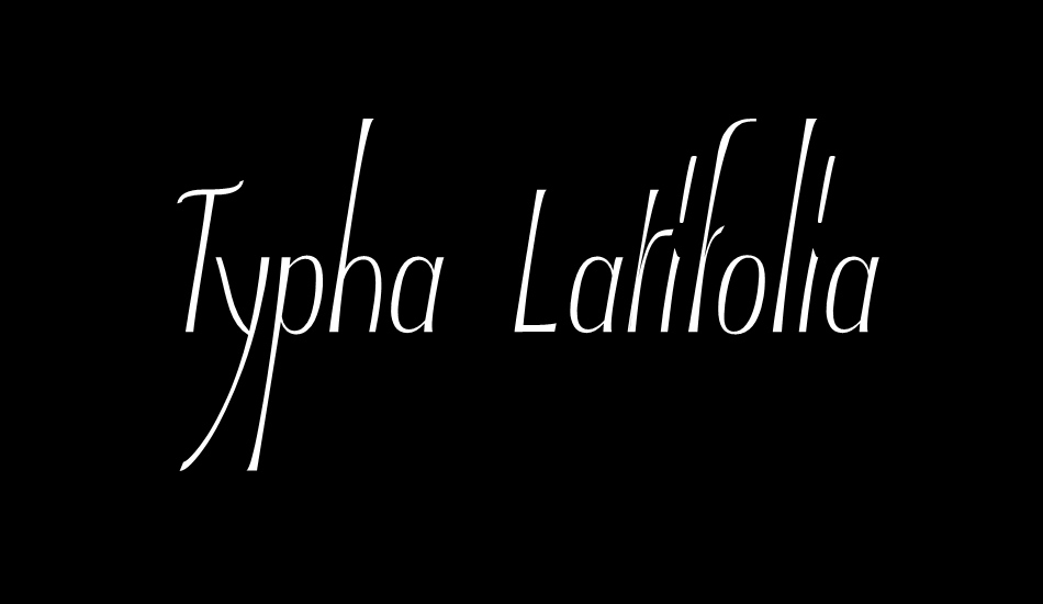 typha-latifolia-demo font big